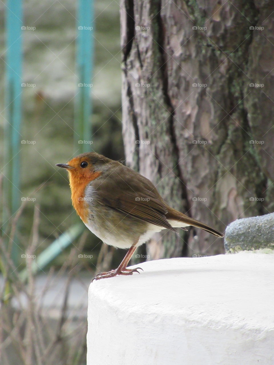 A very round robin stood on white step next to tree trunk and bright railings in background