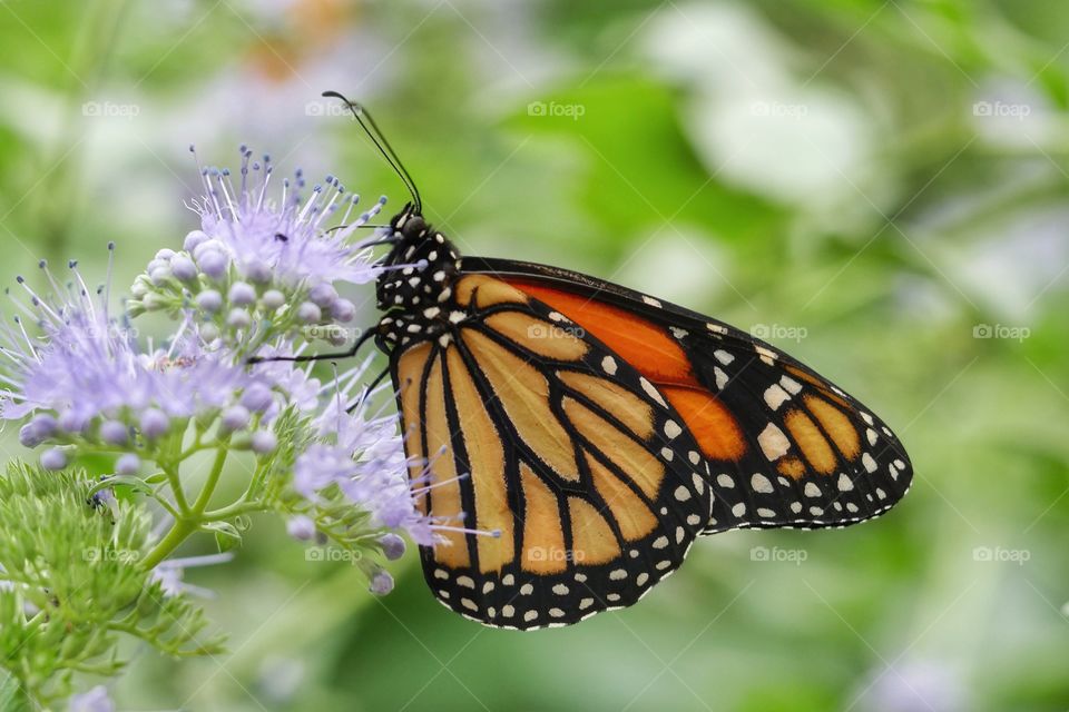 Ventral view of monarch butterfly