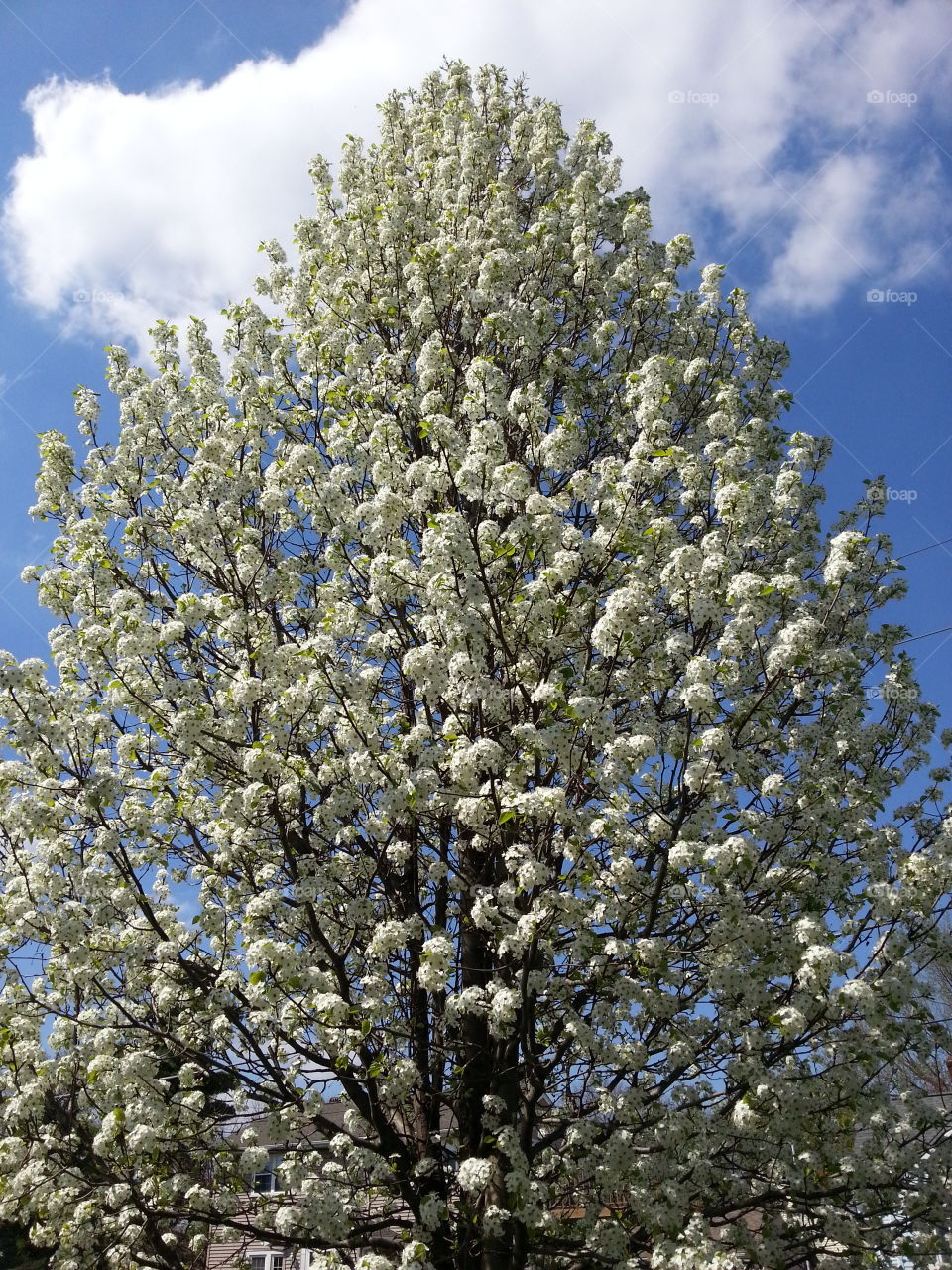 Reaching for the sky. The ornamental pear tree in our yard looked beautiful framed by the blue sky with a few clouds in the background.