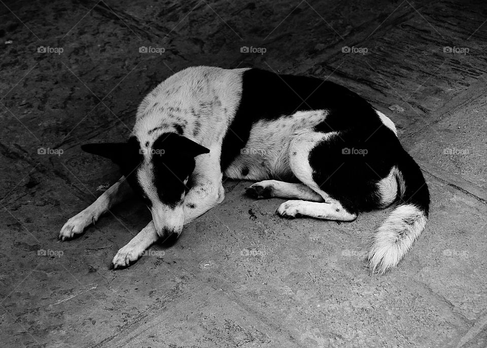 Rest time. My dog 'Chippa'