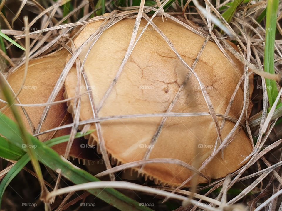 mushrooms hiding in the grass closeup