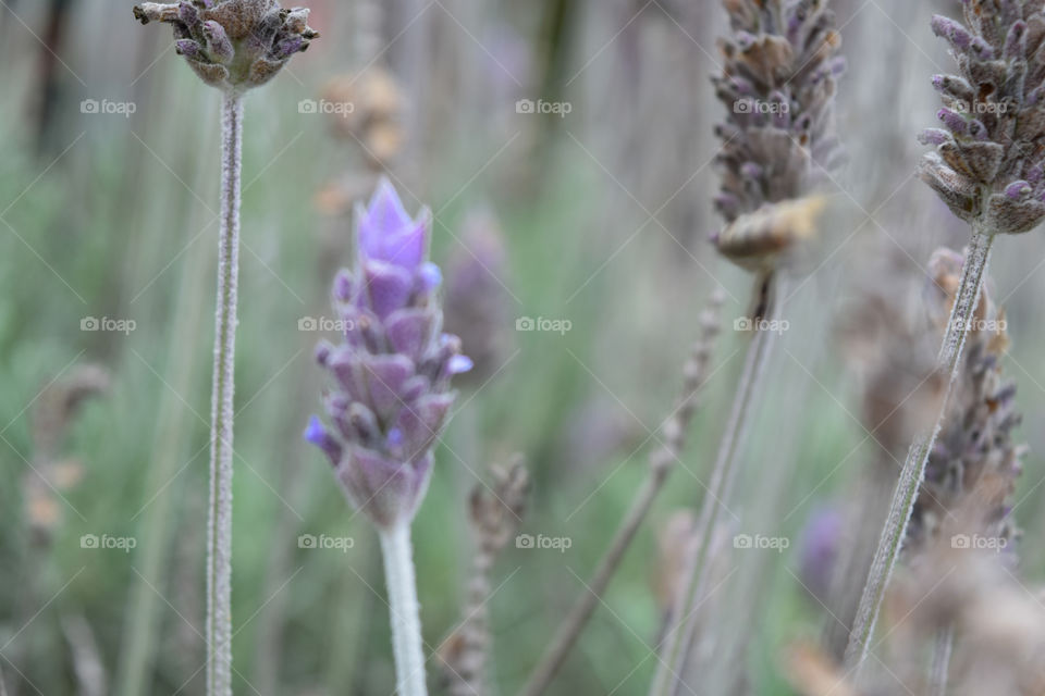 Lavander