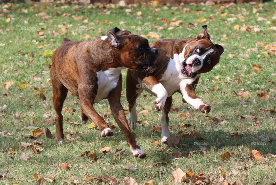 Goofy boxers 