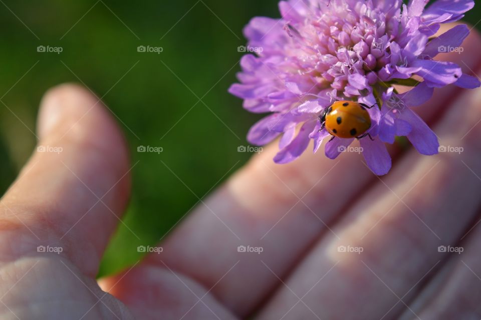 ladybug on a purple flower in the female hand close up growing in green grass in the sunlight, beautiful summer nature