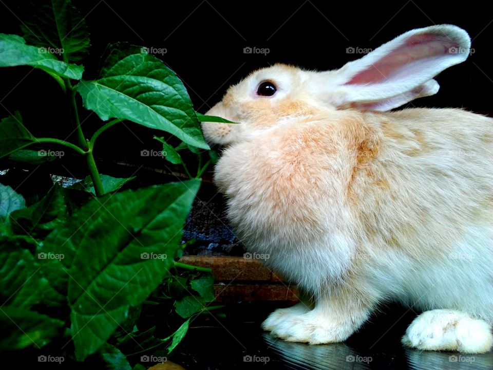 cute Rabbit having lunch