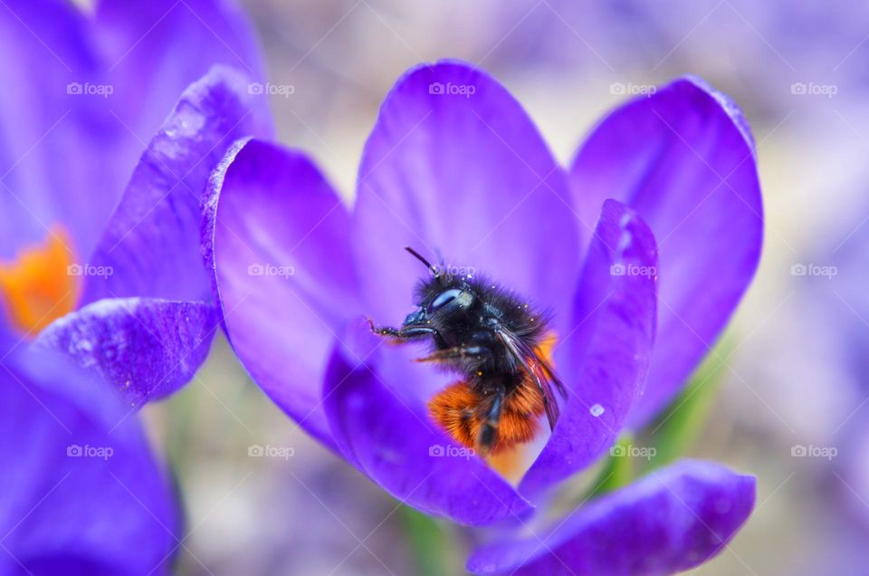 Complementary Colors, Purple, Yellow, Orange