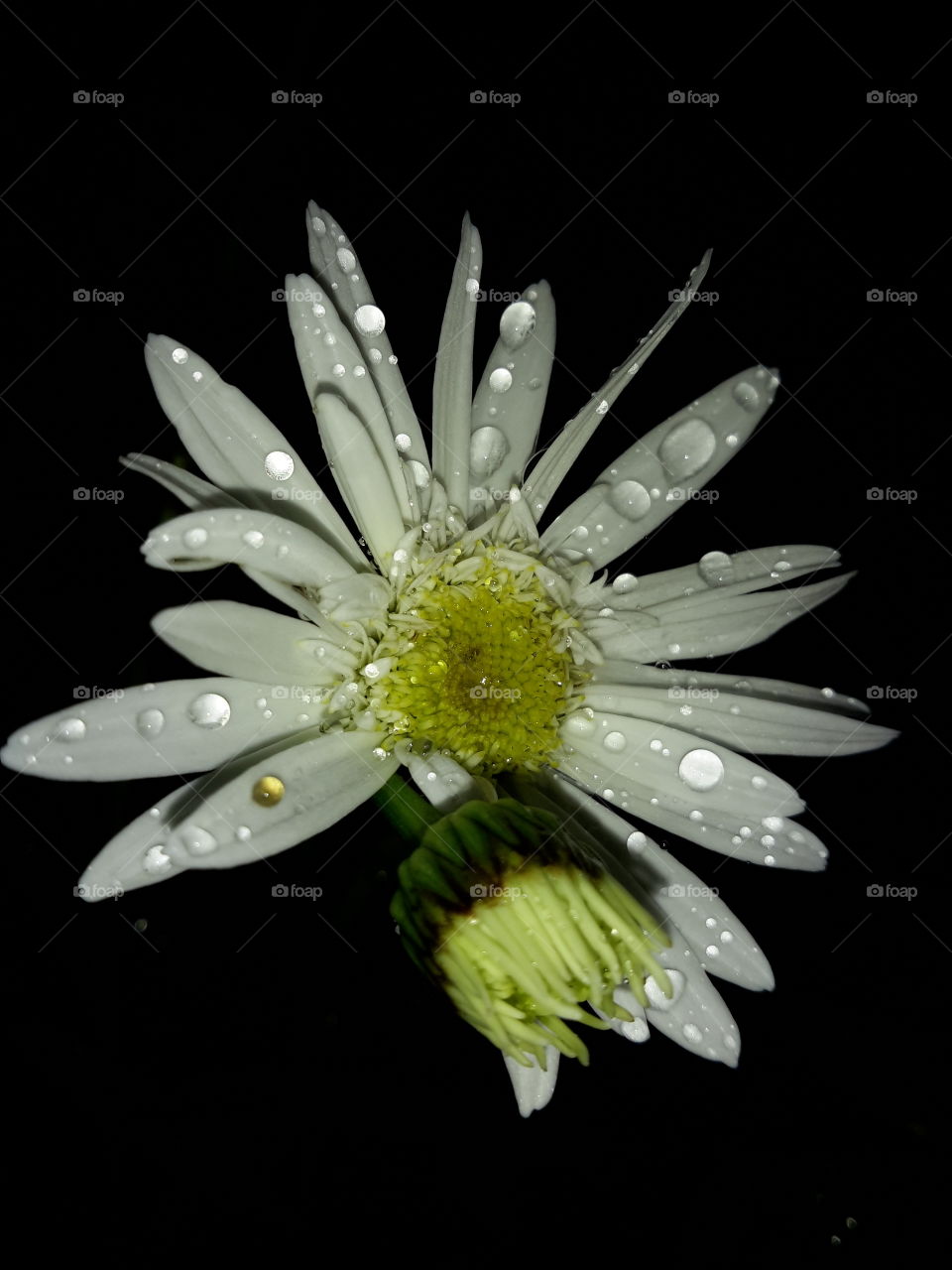White flower in drops