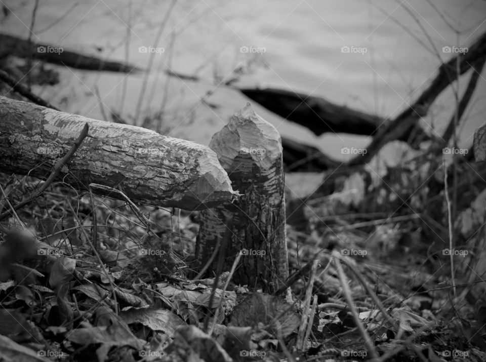 A beaver’s handiwork on this fallen tree
