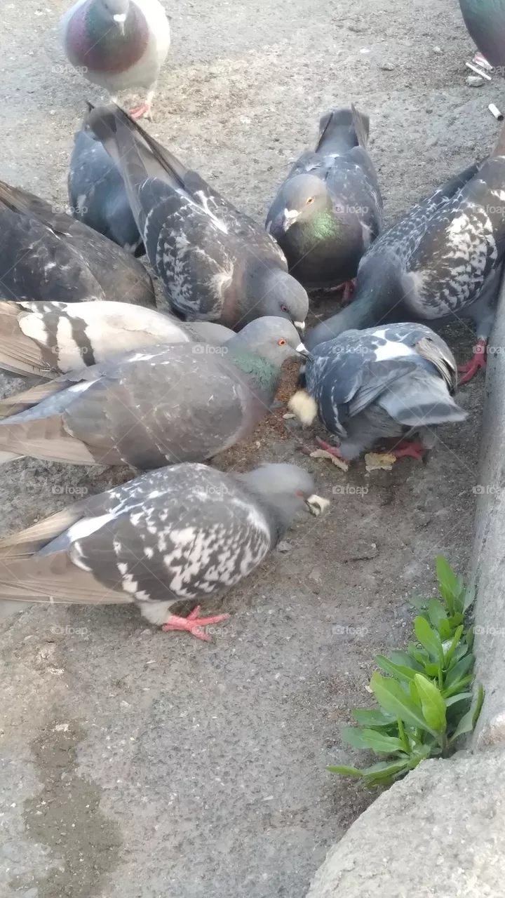 pigeon community