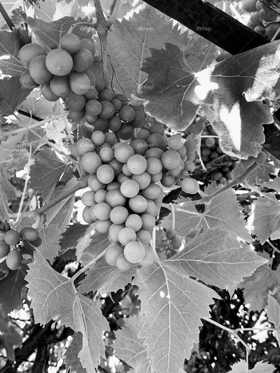 Wine Grapes at Chateau Chenonceau 