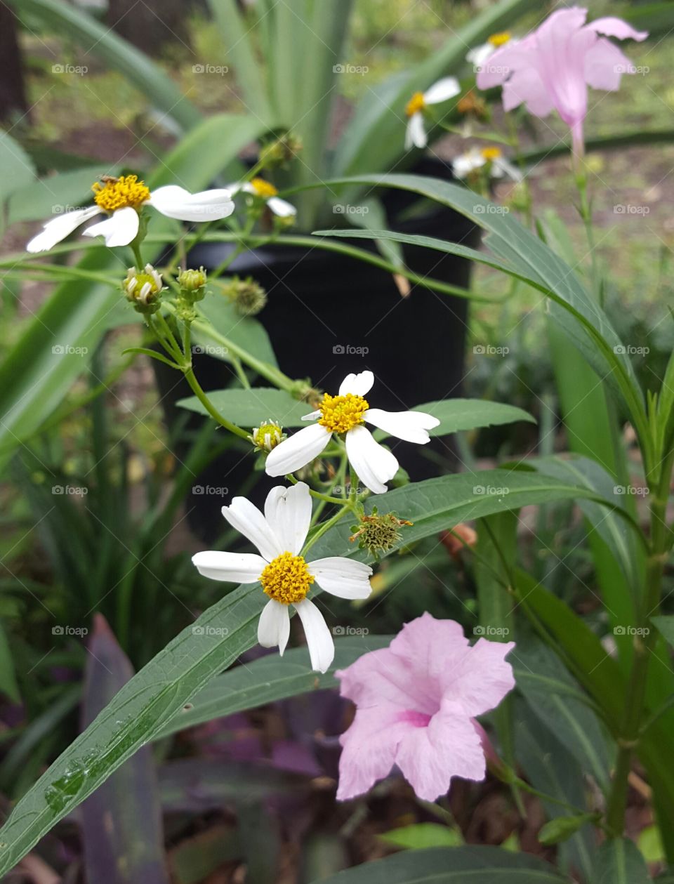 Flower, Nature, Flora, Leaf, Summer