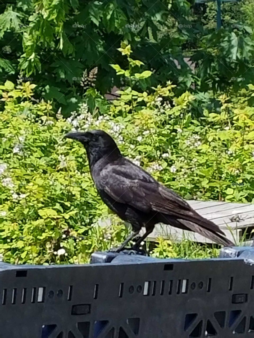crow