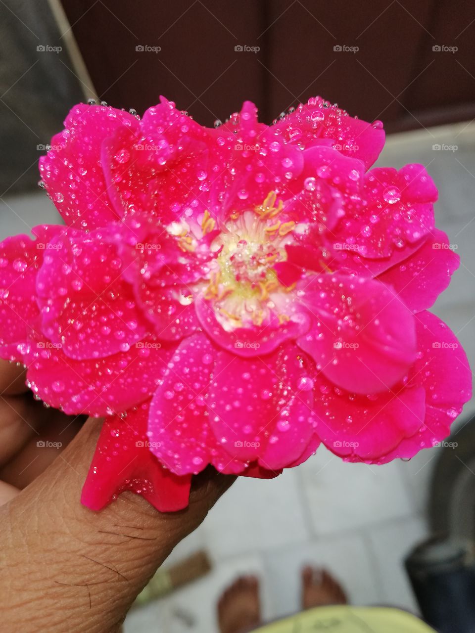 awesome beautiful indian rose like more  beautiful smell