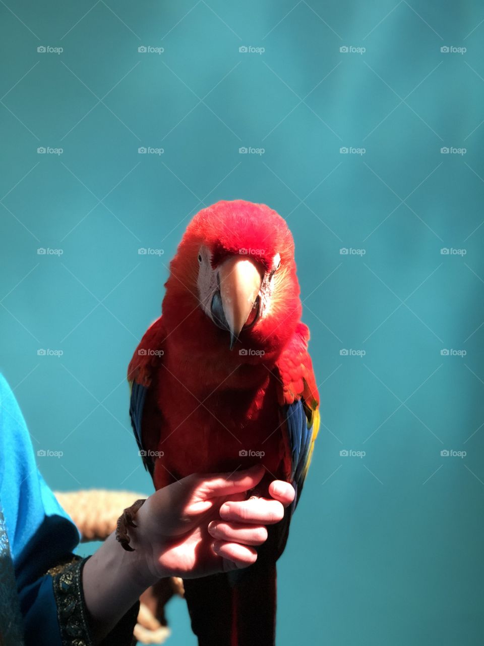 Red macaw in blue background 
