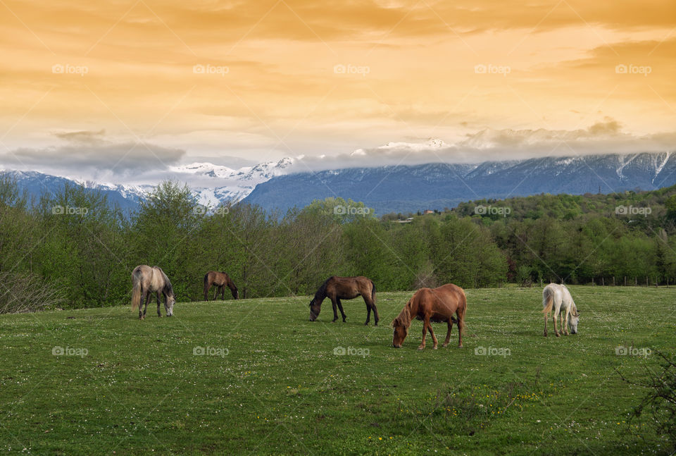 Grazing horses near beautiful mountains