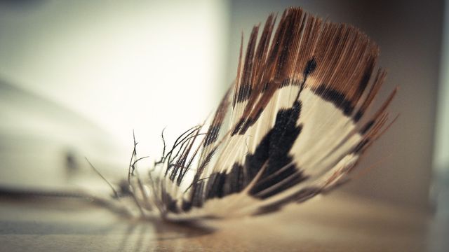 Feather