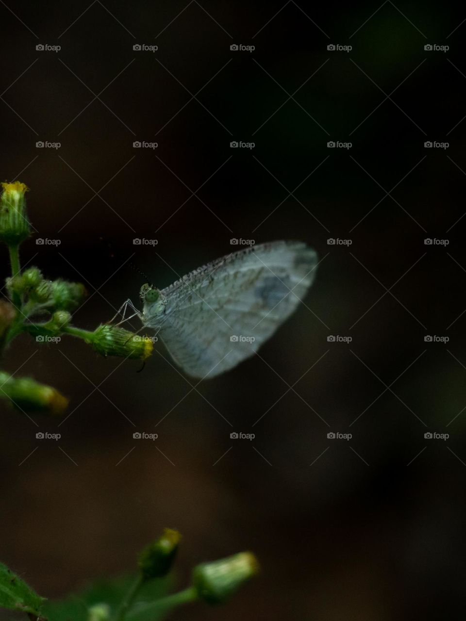 Beautiful Butterfly