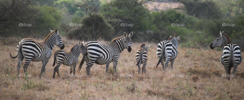 Wild zebra pack