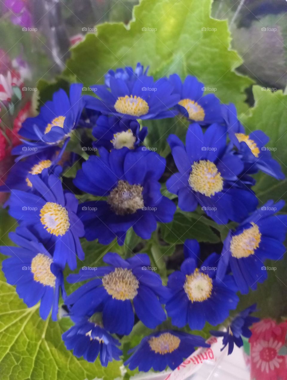 A cineraria  é uma planta herbácea  perene, com flores coloridas e folhagens  exuberante.  É originária da América  do Sul, mais precisamente  das regiões  montanhosas do Chile e da Argentina