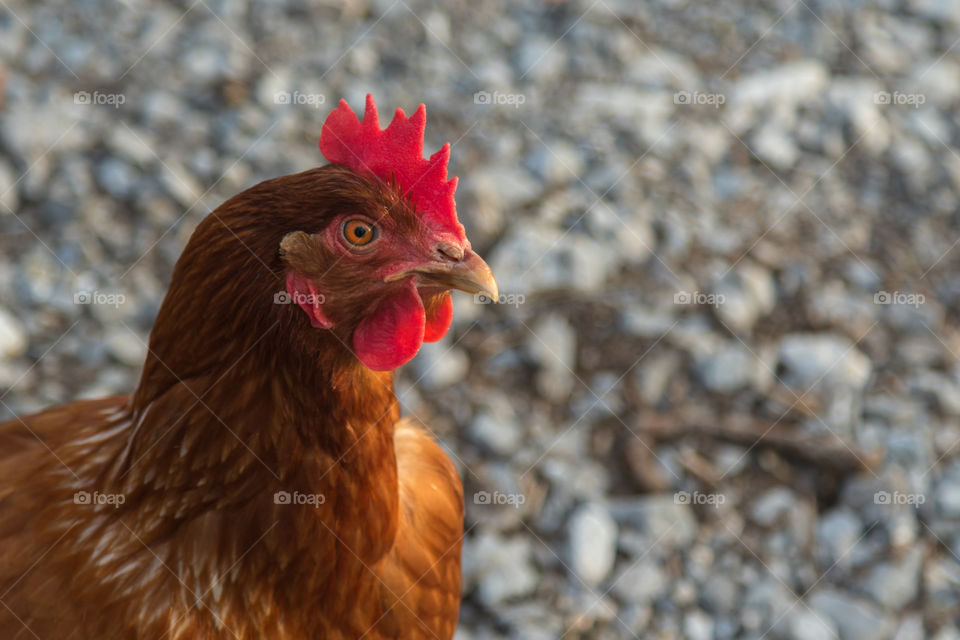 Hen portrait