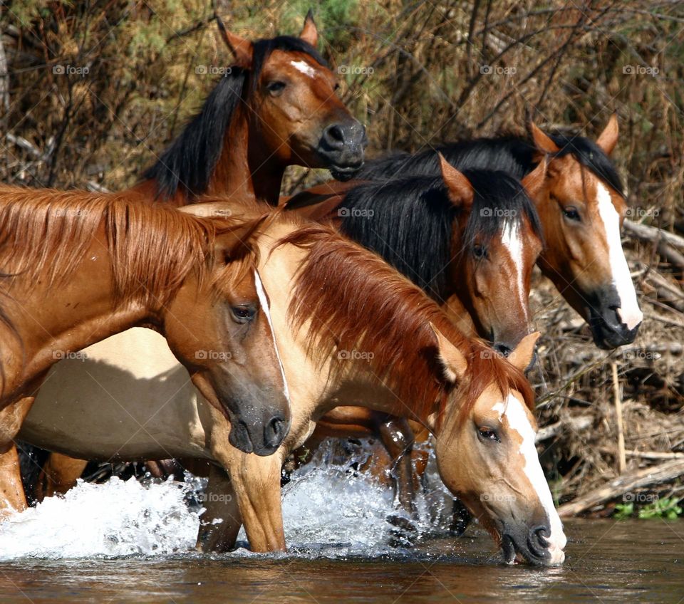 Wild Horses in the River