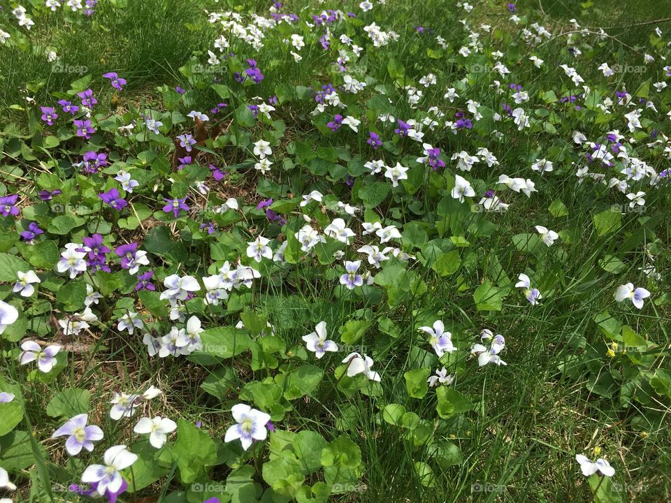Field of violets 