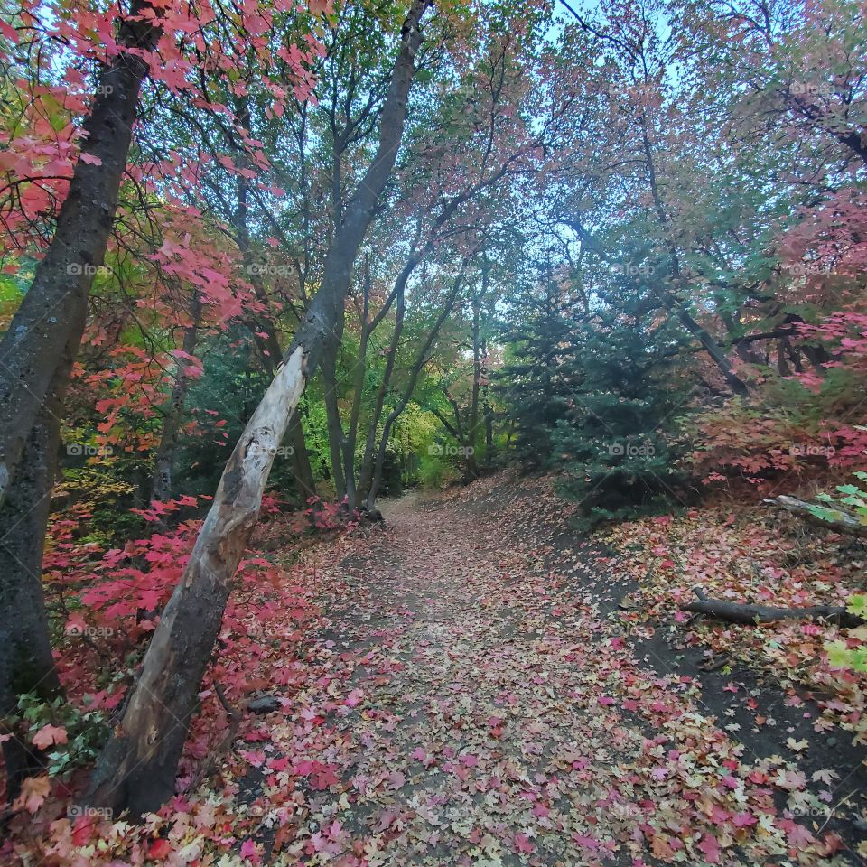 Autumn Trails