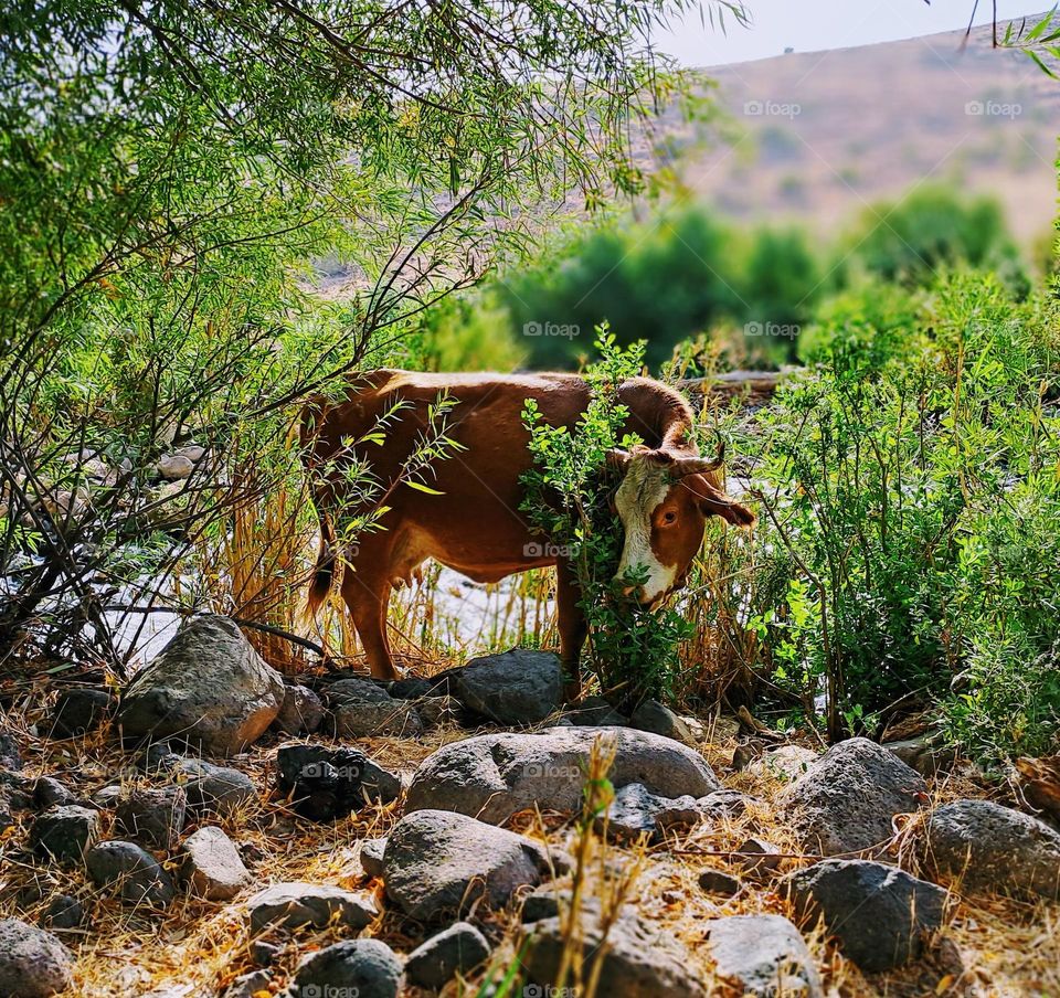 a beautiful cow eating from a bush in the wild
