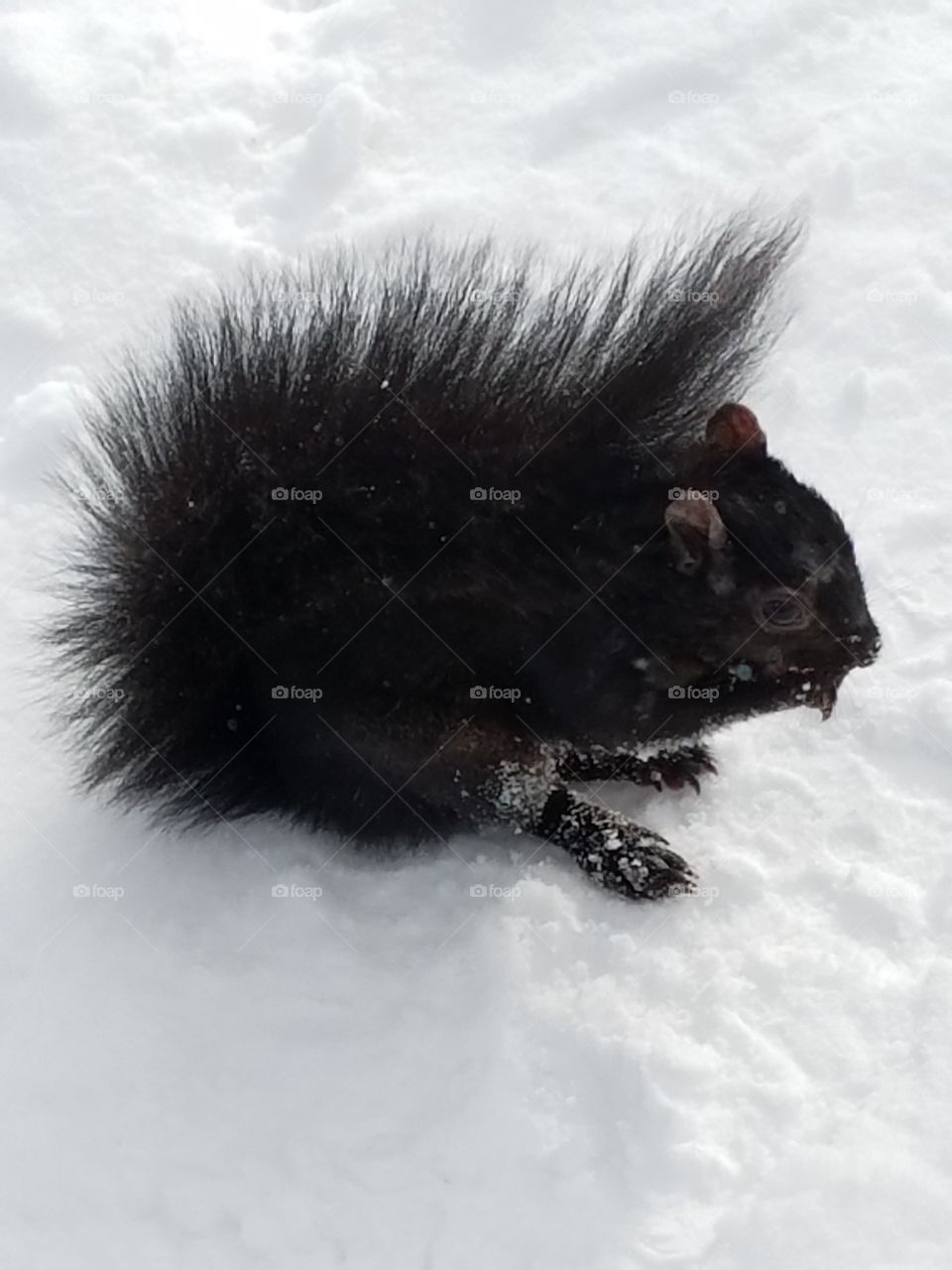 Black Squirrel