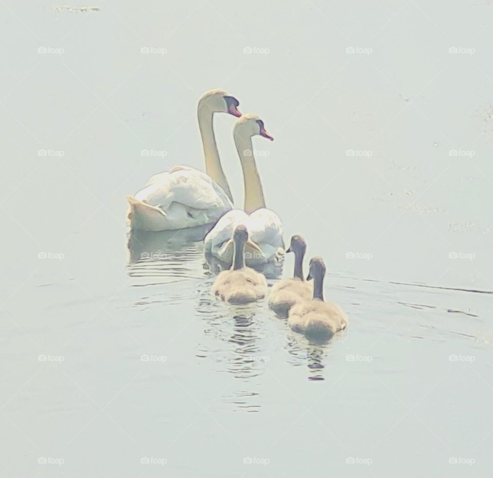 Swans