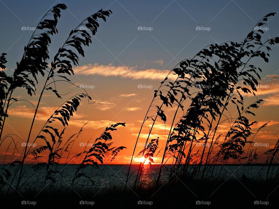 Drawing a close to the light which illuminated before into the promises of darkness, a silhouette of sea grass blows in the wind in front of a gorgeous sunset