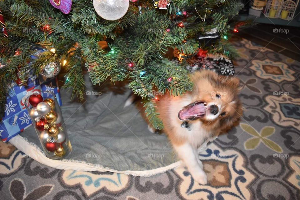 Naughty or nice? You be the judge of this goofy puppy.