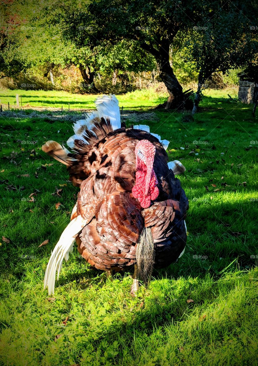 Tom Turkey
