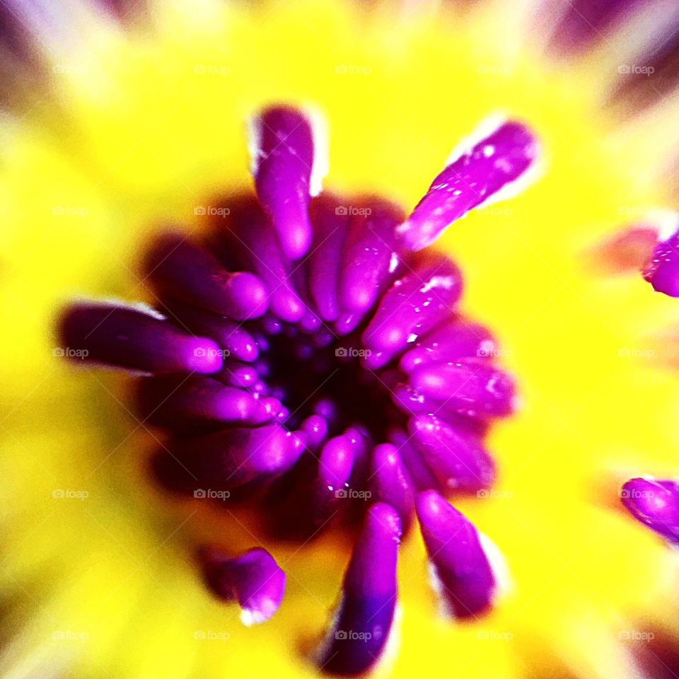 Closeup bloom