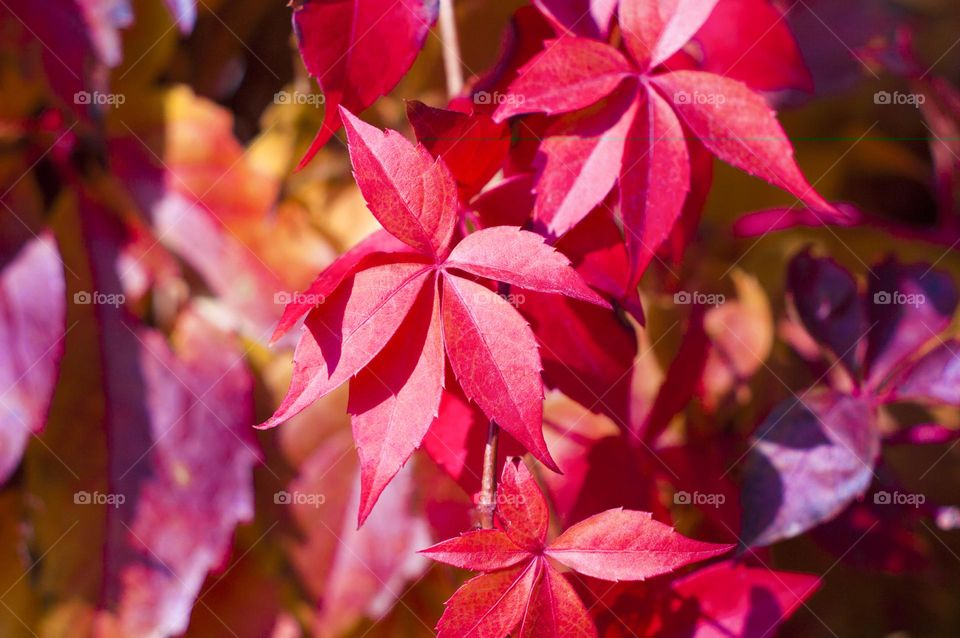 grape leaves, background