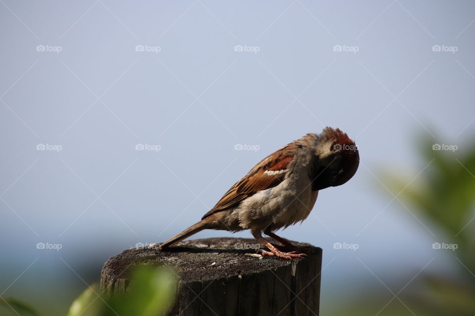 Bird of northern Ohio, USA