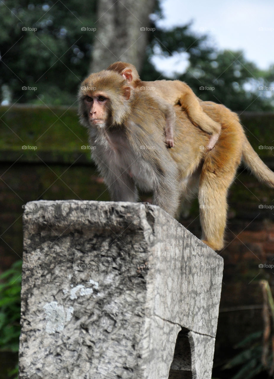 Monkey carrying her baby