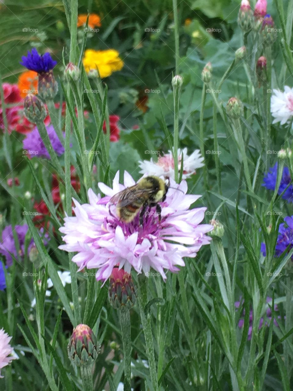 Bumblebee in flower