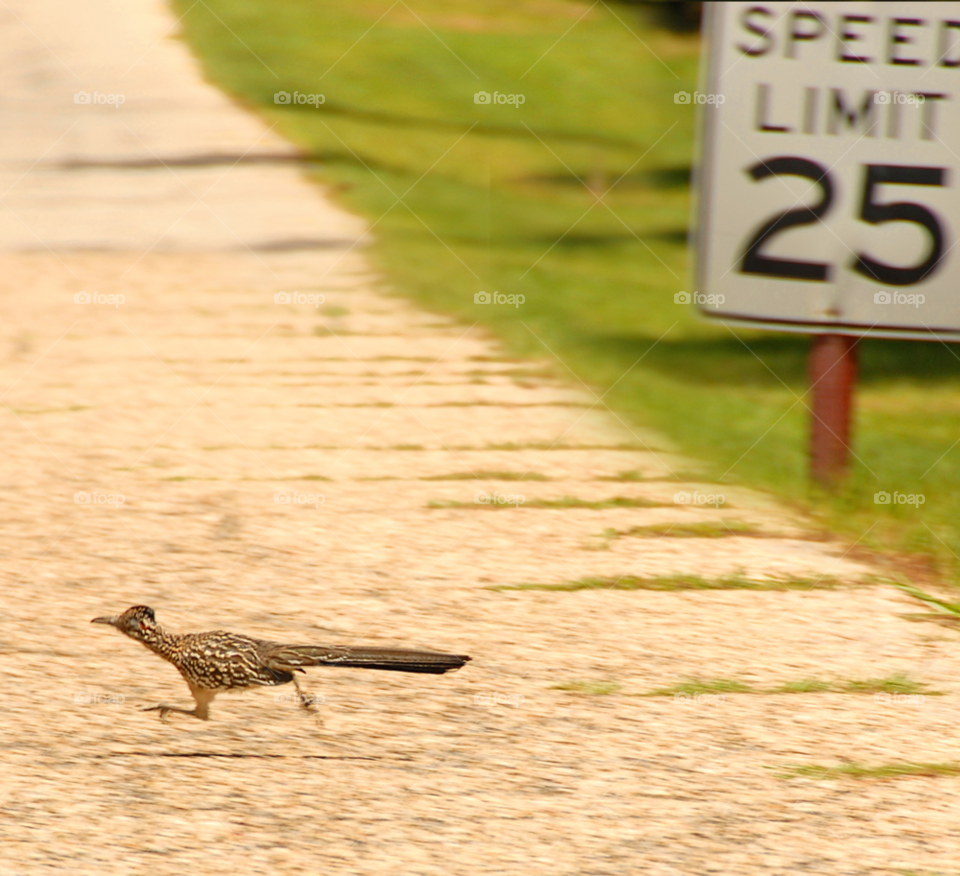 road funny bird speed by lightanddrawing