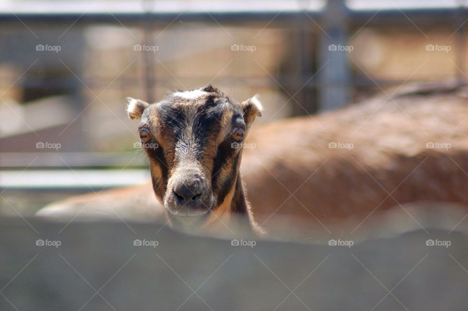 animal mammals eyes nose by mmcook