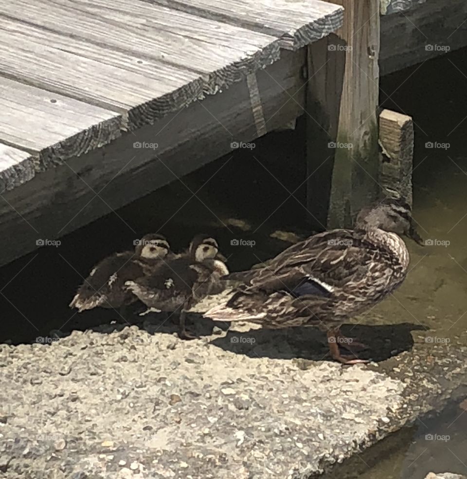 Mama Duck with Ducklings
