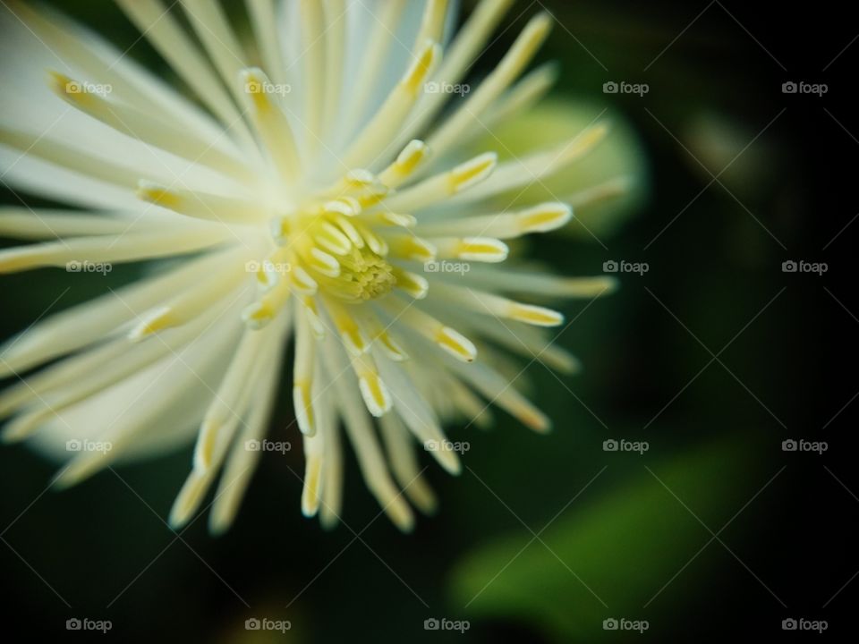 Whiteflower