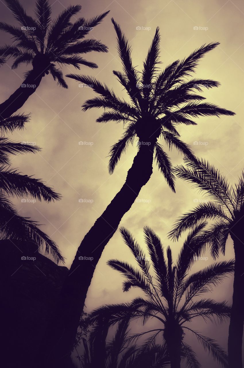 Palmtree