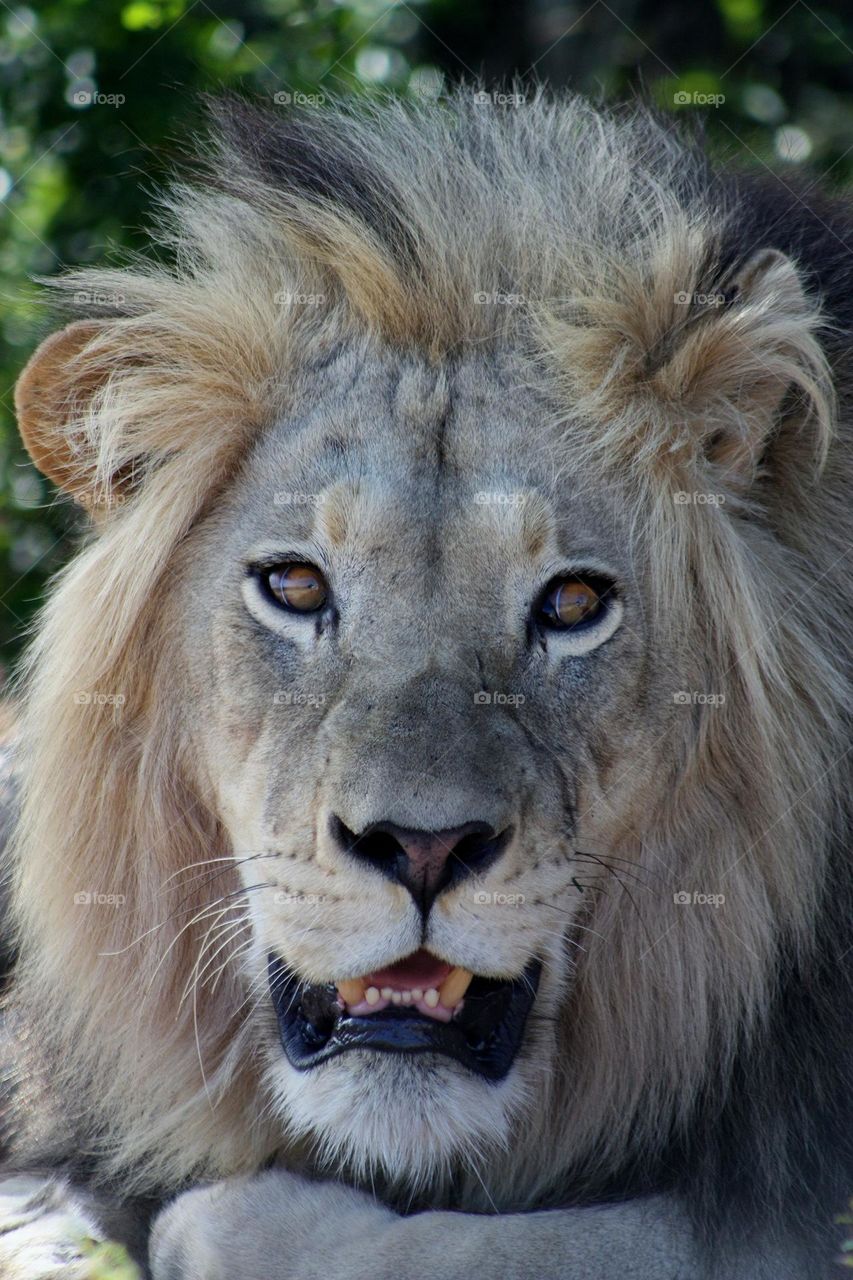 big male lion staring Into my soul.