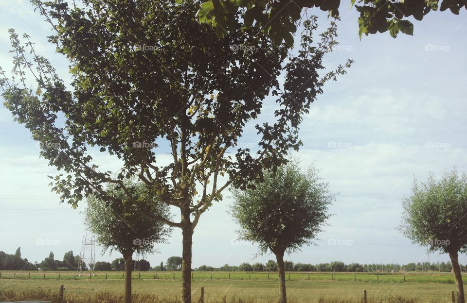 Tree's in the countryside