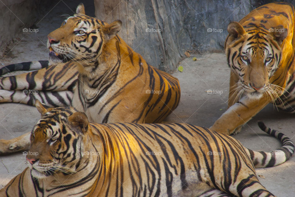 THE BENGAL TIGERS IN PATTAYA THAILAND
