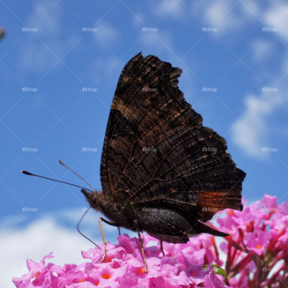 Close-up of butterfly on pink flowers