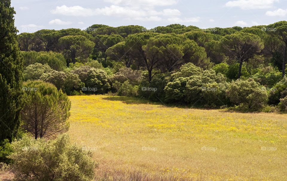 Meadow filled with yellow flowers and surrounded by woodland