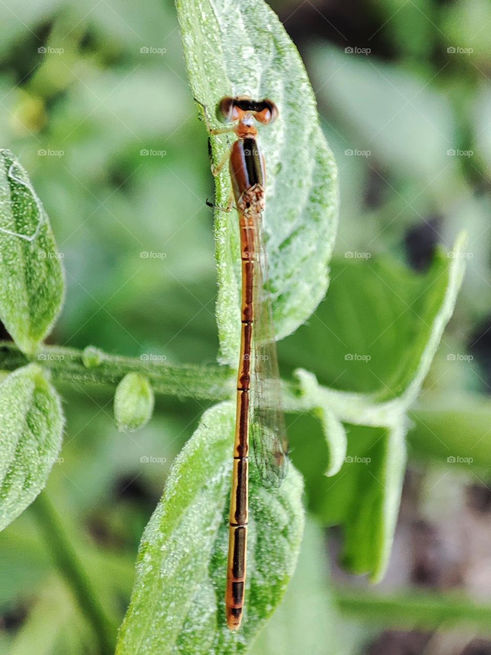 Citrine forktail
