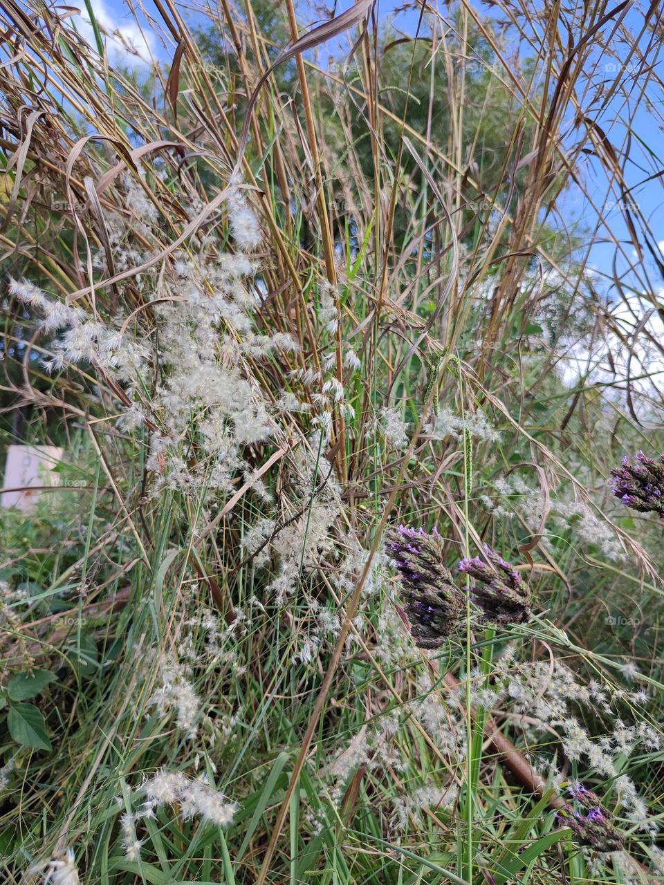 Tricholaena teneriffae gras and wild purple flowers